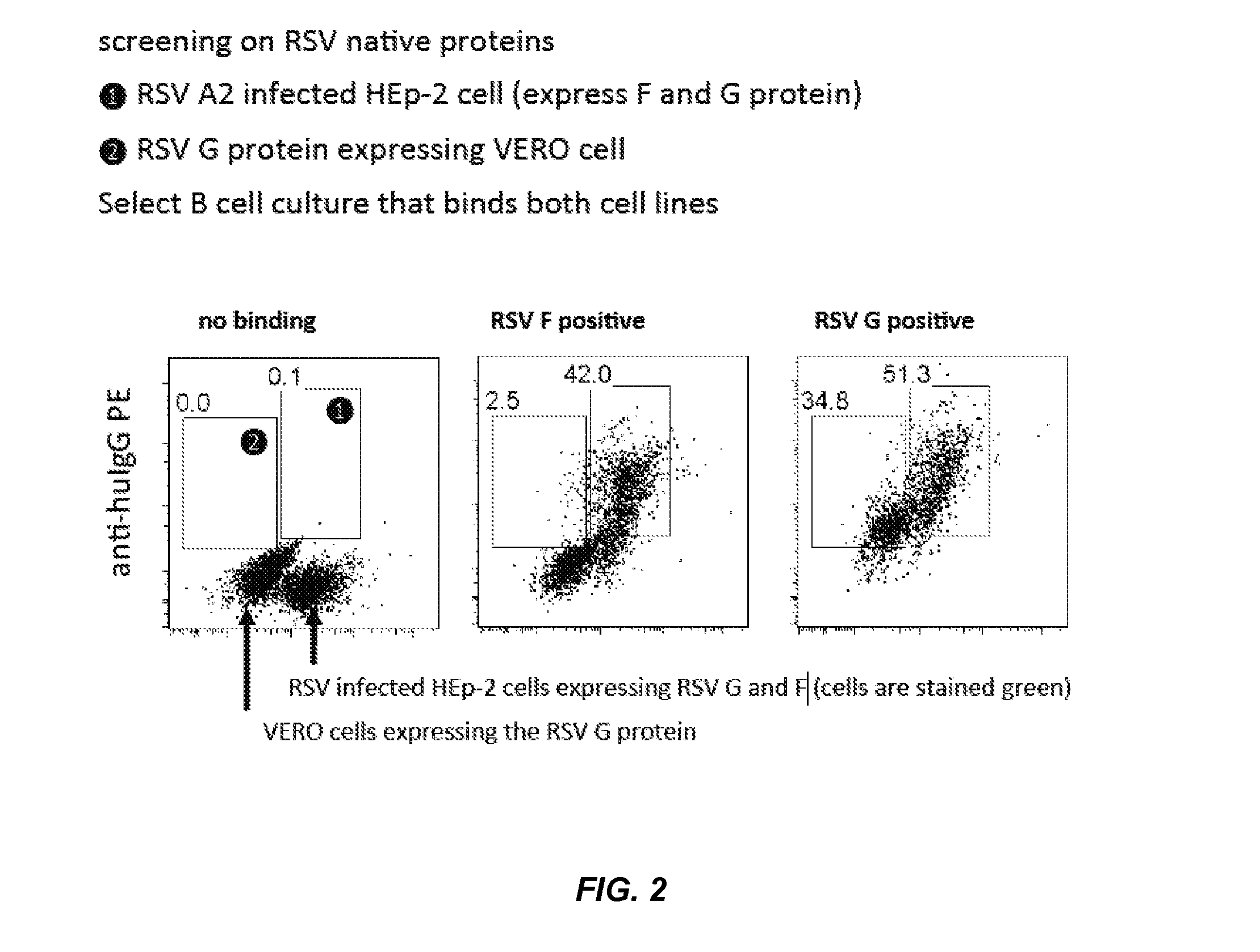 Rsv g protein specific antibodies