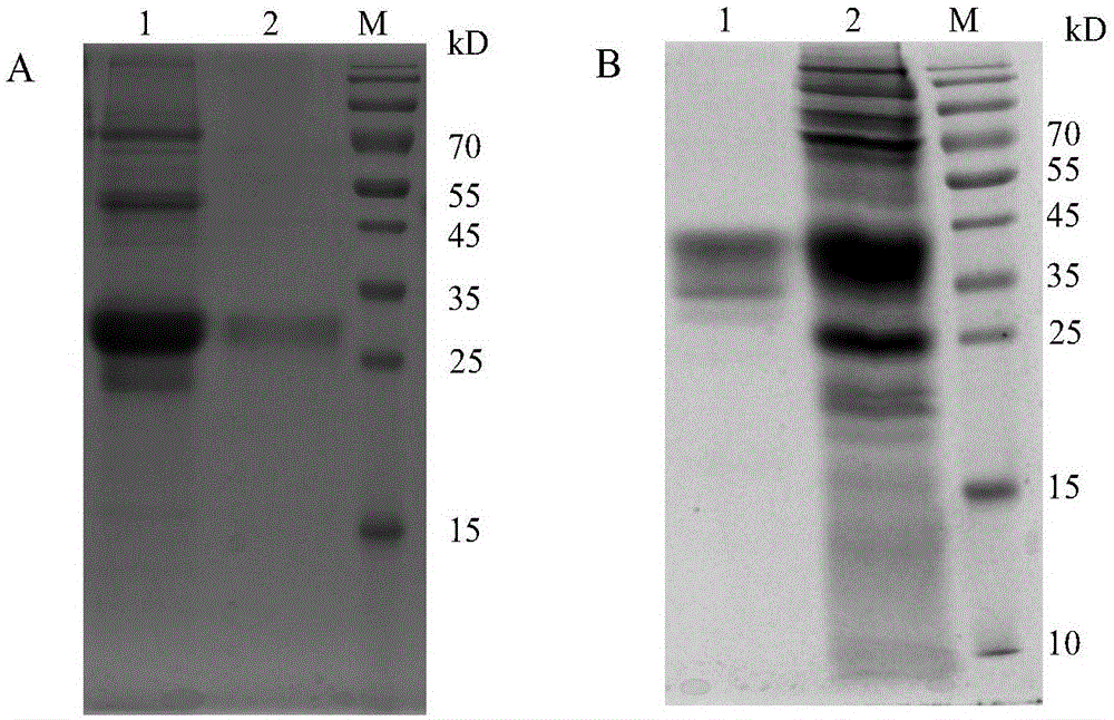 New carboxyl terminal peptide and long-acting interferon