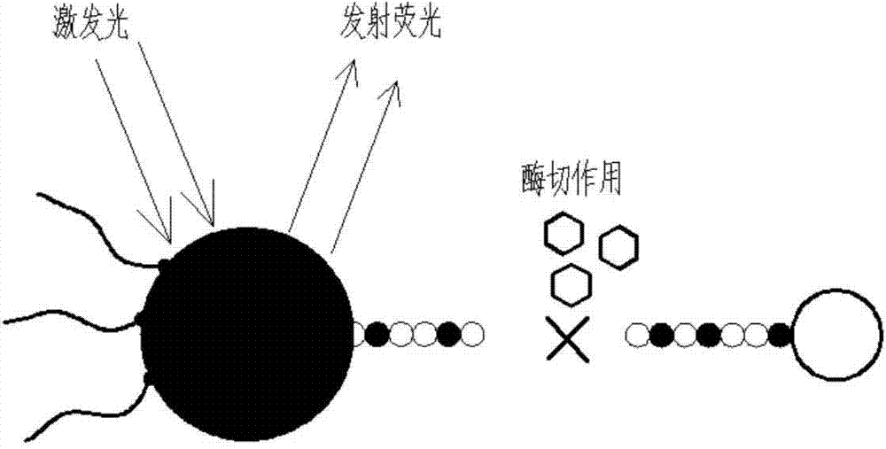 Nano probe for long-time parallel detection of activities of multiple proteinases