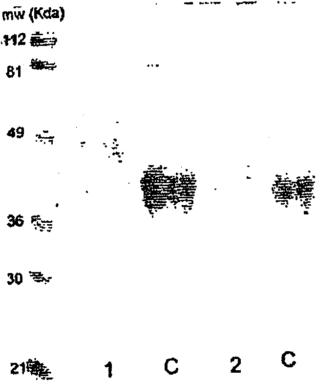 Hasylated polypeptides, especially hasylated erythropoietin