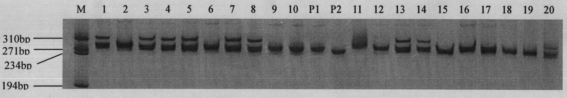 Molecular marker for co-separating from aroma character