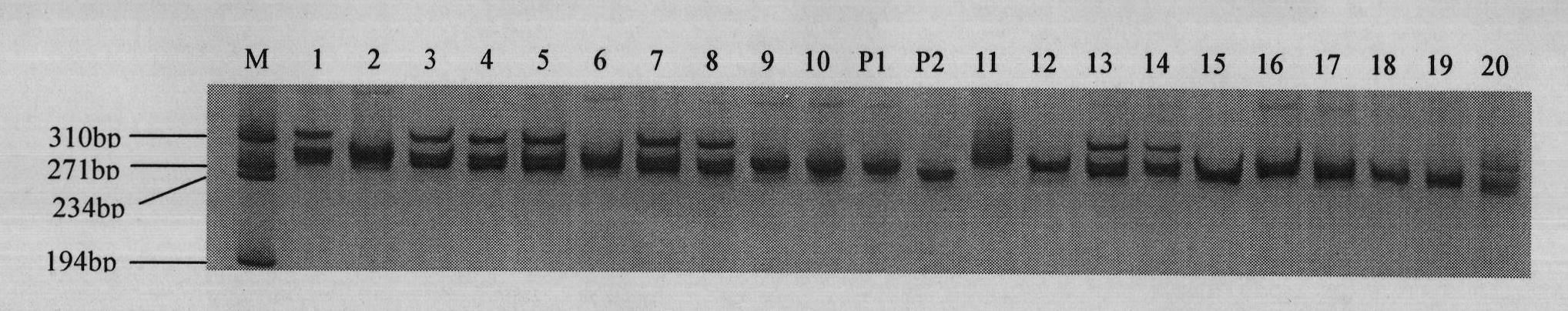 Molecular marker for co-separating from aroma character