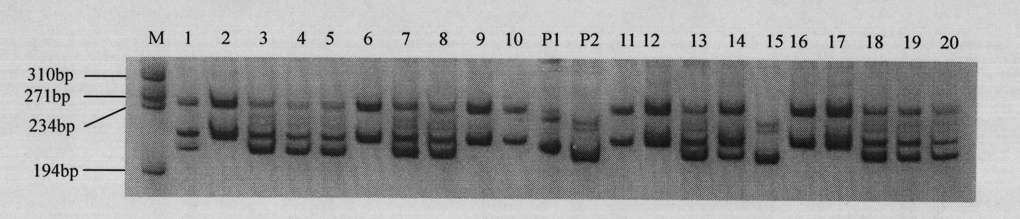 Molecular marker for co-separating from aroma character