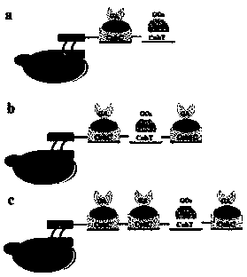 Method used for detecting carbohydrates based on microorganism surface controllable co-display sequential enzyme electrochemical biosensor