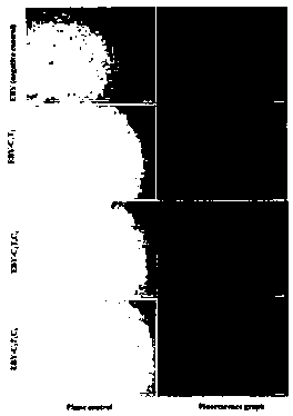 Method used for detecting carbohydrates based on microorganism surface controllable co-display sequential enzyme electrochemical biosensor