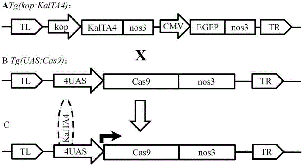 Transgenic vector for target mutation of primordial germ cells, method for preparing transgenic vector and application thereof