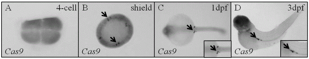 Transgenic vector for target mutation of primordial germ cells, method for preparing transgenic vector and application thereof