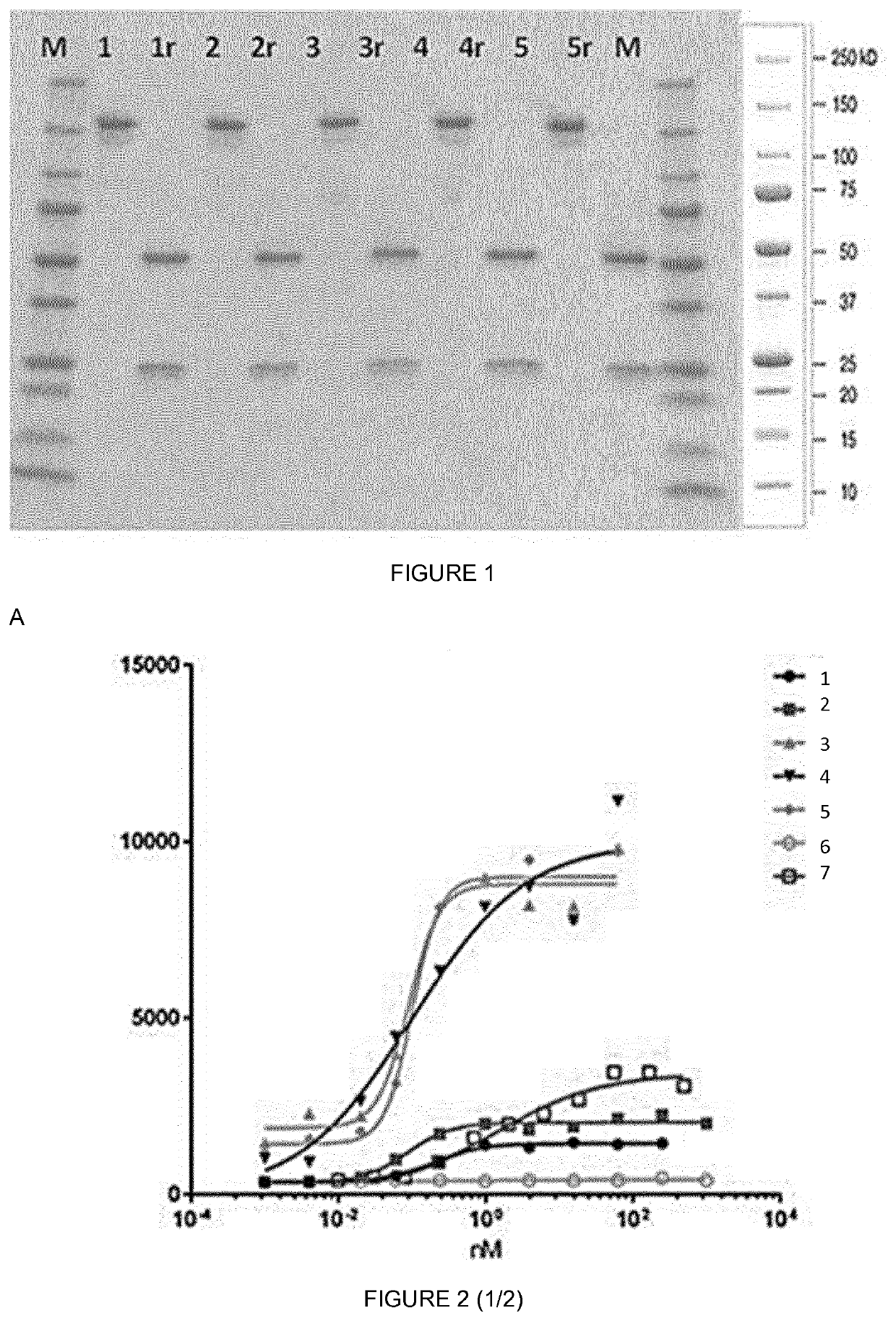 Antibodies against the human fshr extracellular domain