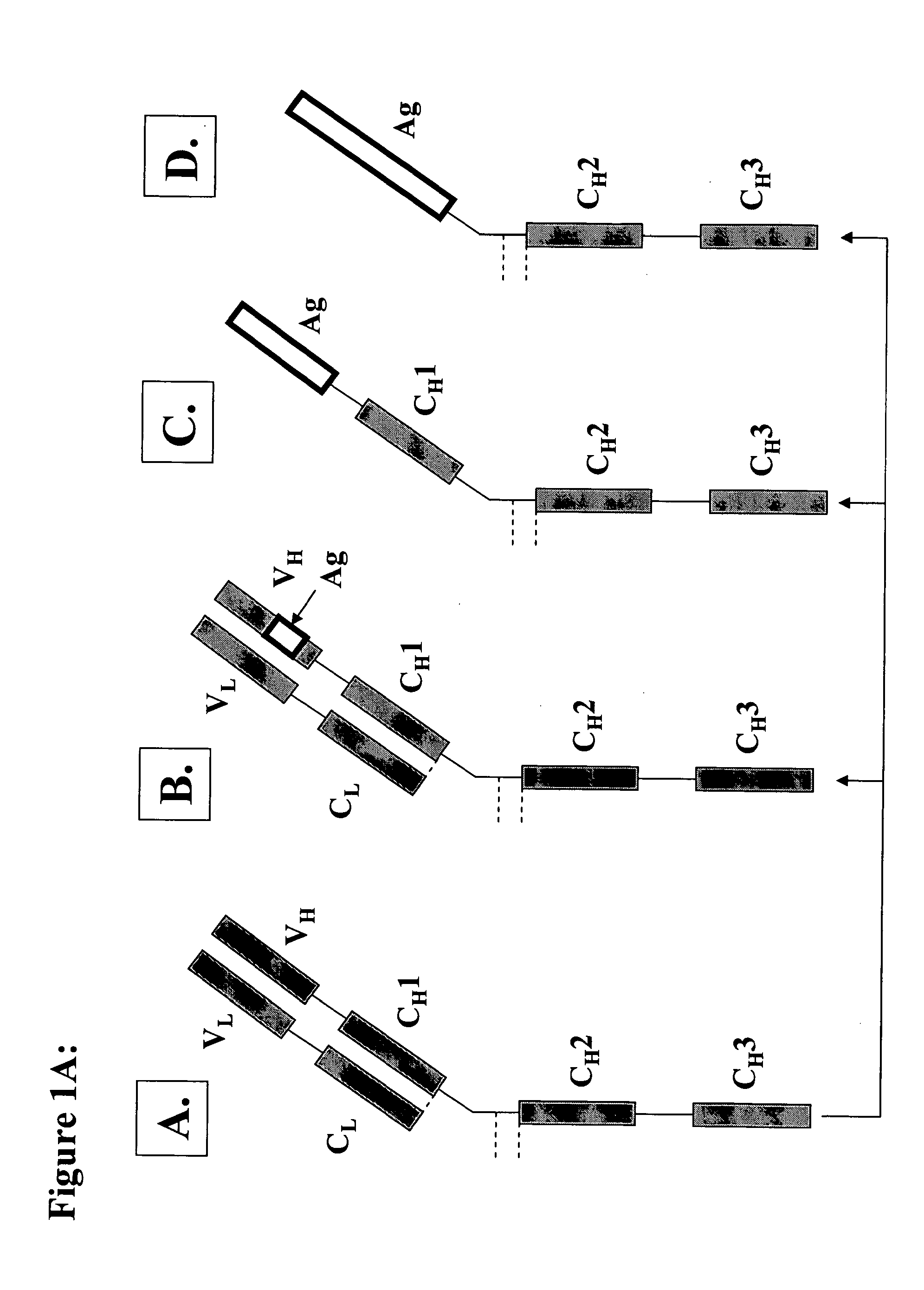 Methods and compositions to generate and control the effector profile of t cells by simultaneous loading and activation of selected subsets of antigen presenting cells