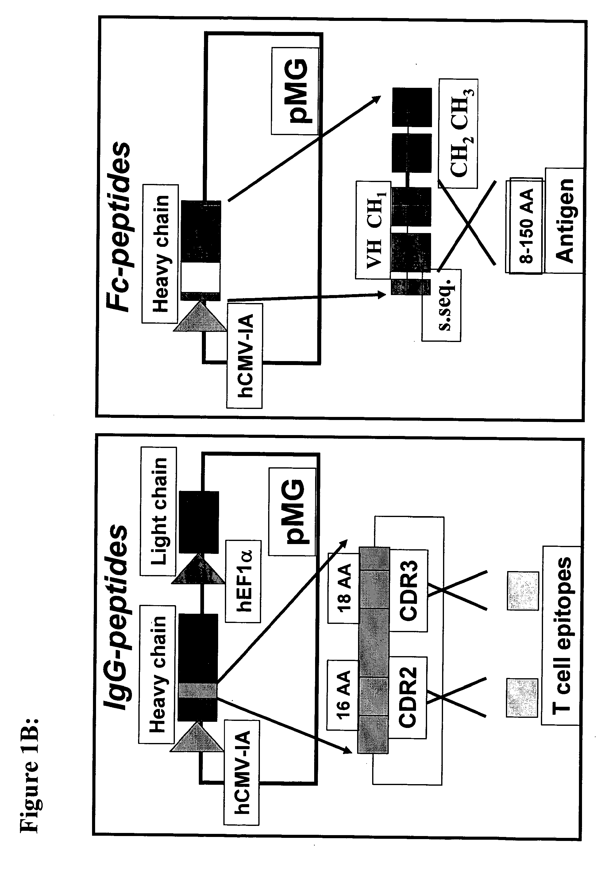 Methods and compositions to generate and control the effector profile of t cells by simultaneous loading and activation of selected subsets of antigen presenting cells