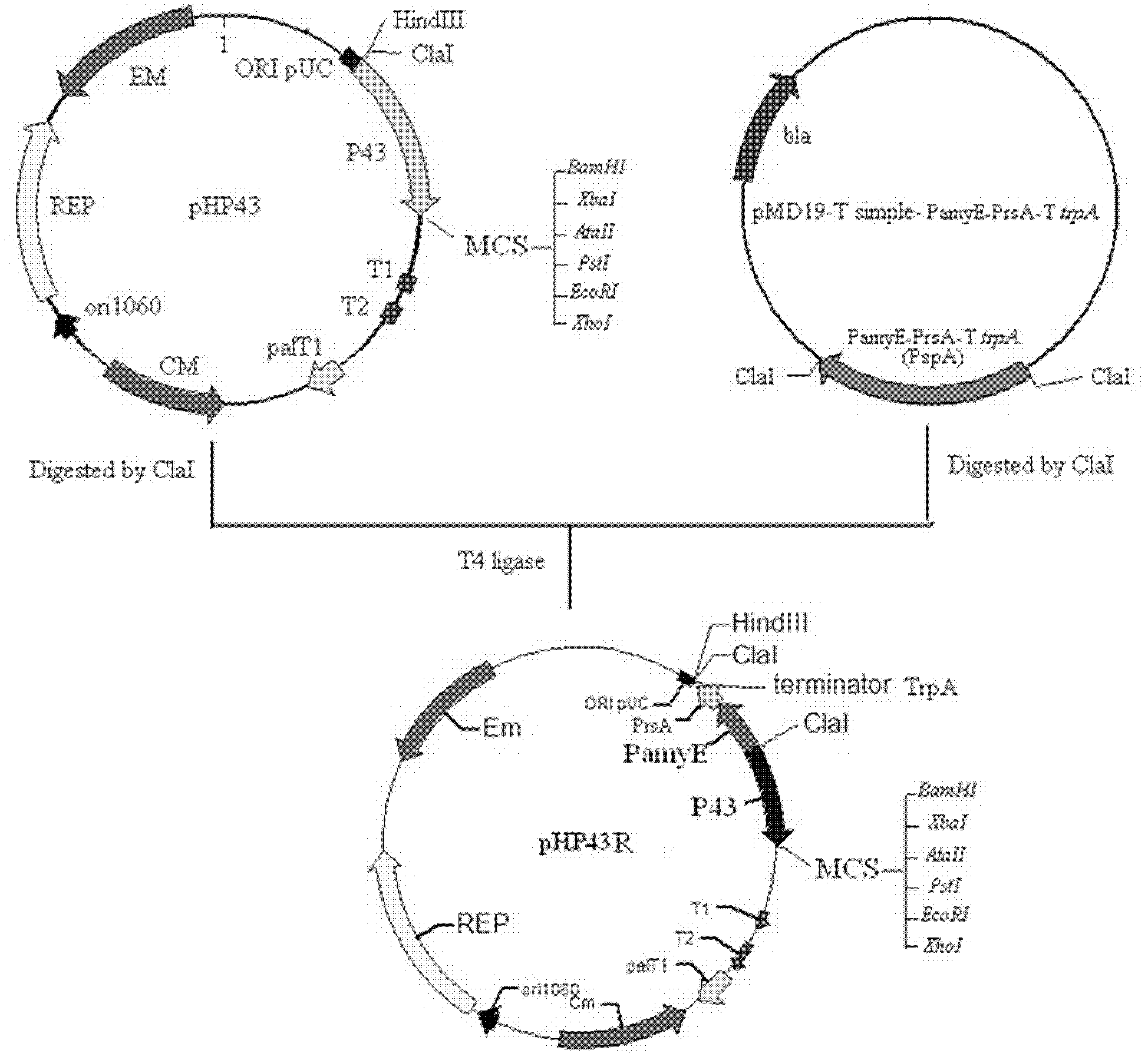 Bacillus subtilis expression vector of efficient secreting expression recombination lipoxygenase and application thereof