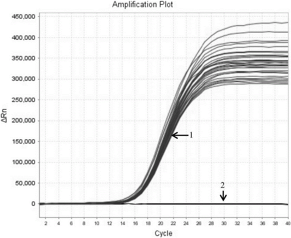 Salmonella constant-temperature fluorescent detection primer combination capable of avoiding false negative, reagent kit and detection method