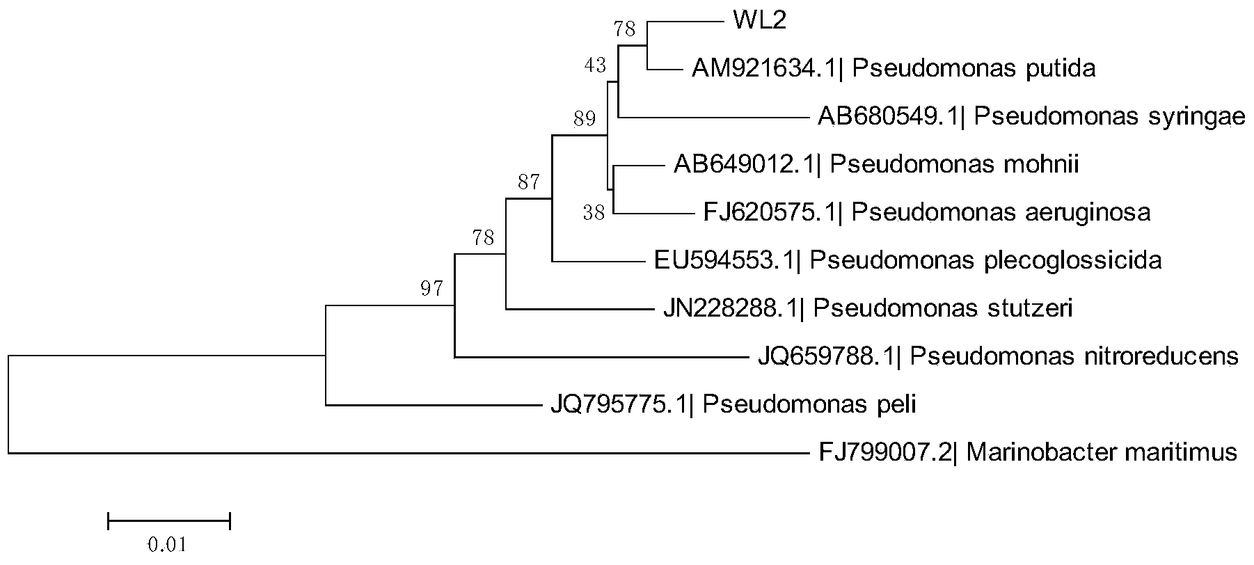 Stain for degrading ethanethiol, as well as culture method and application of strain