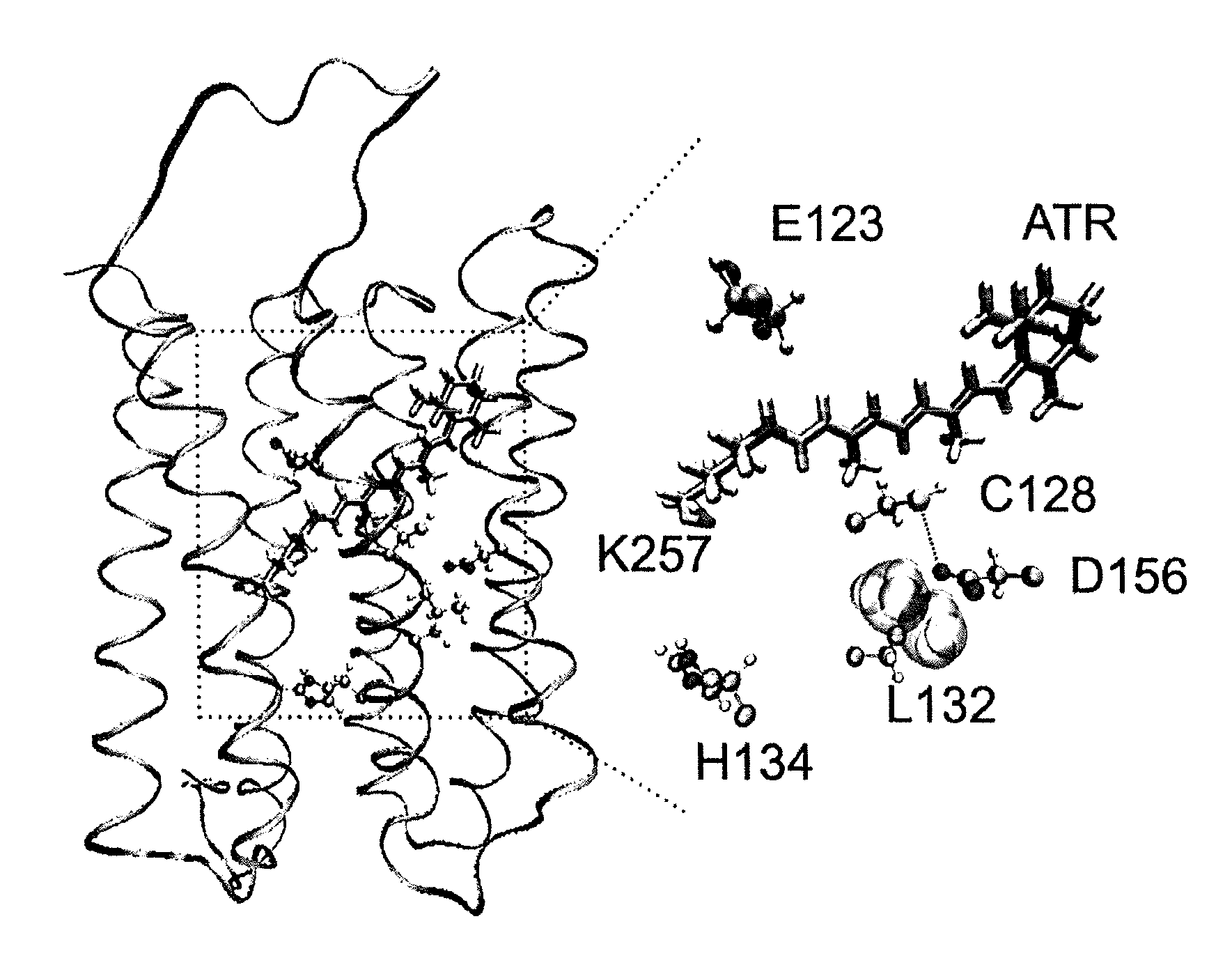 Mutant channelrhodopsin 2