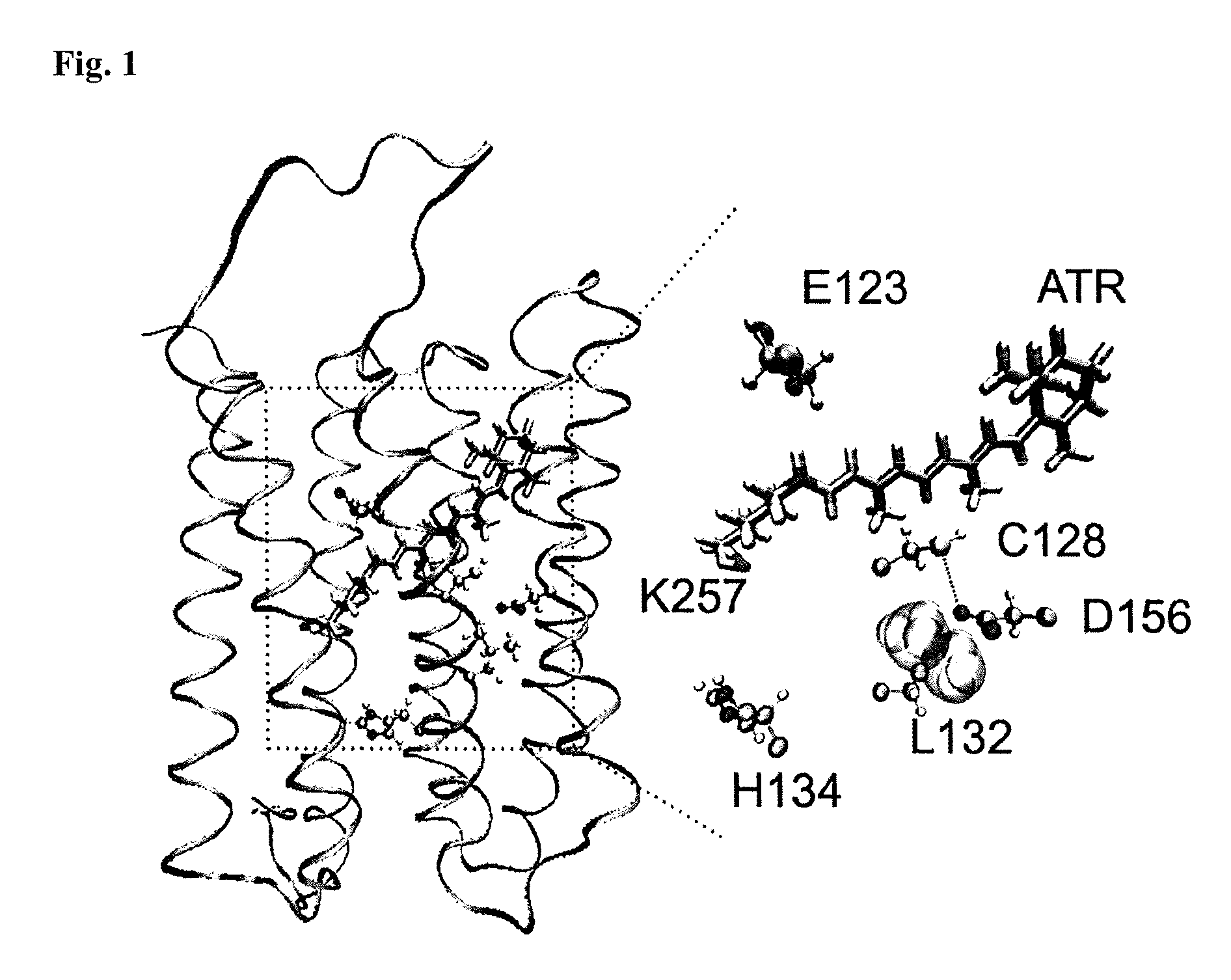 Mutant channelrhodopsin 2