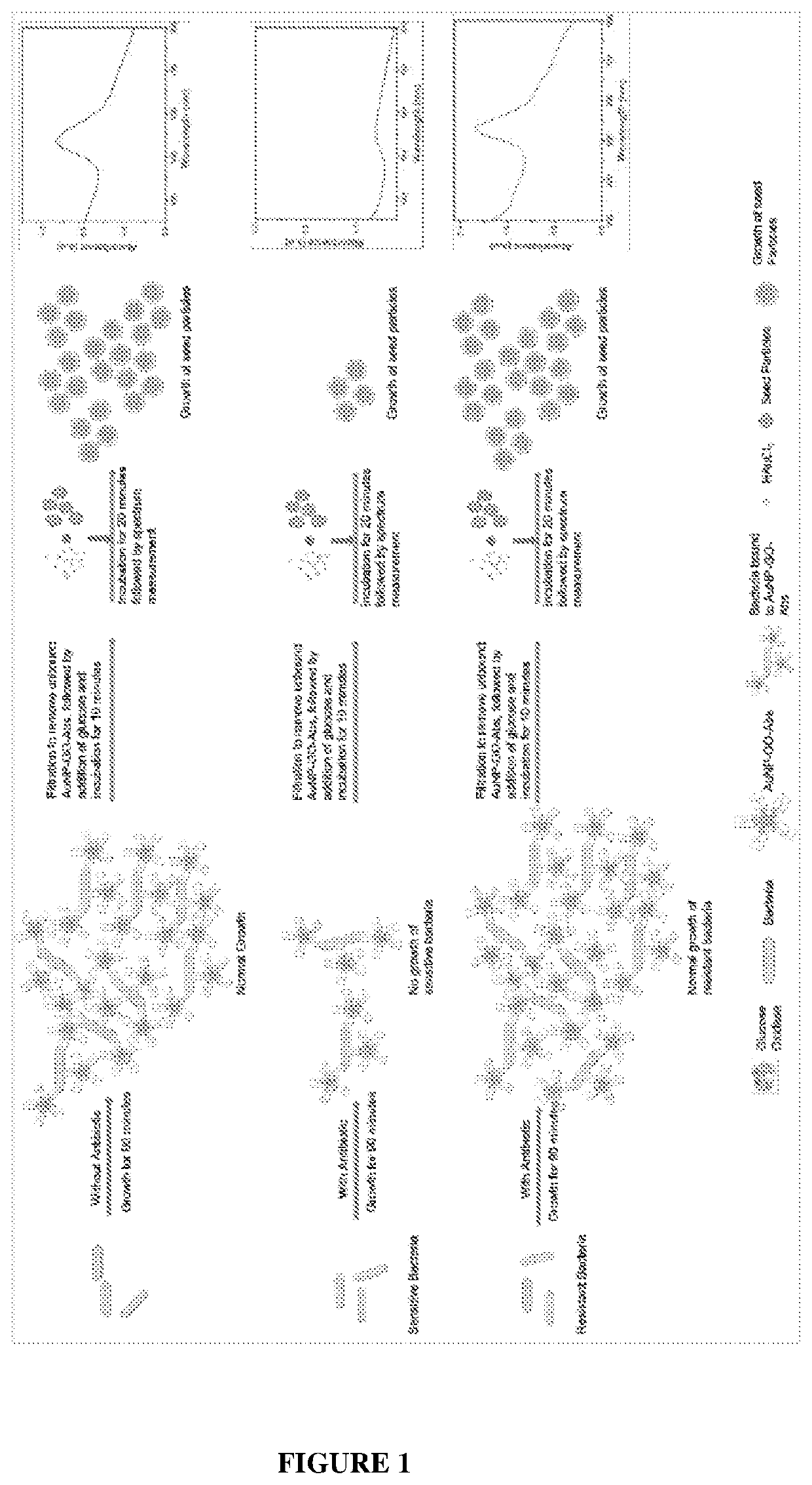 Method for testing of antibiotic susceptibility in microorganisms