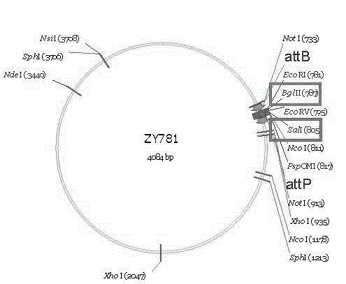 Building method of mouse model for expressing human NTCP (Na+/taurocholate Cotransporting Polypeptide) as hepatitis b virus receptor