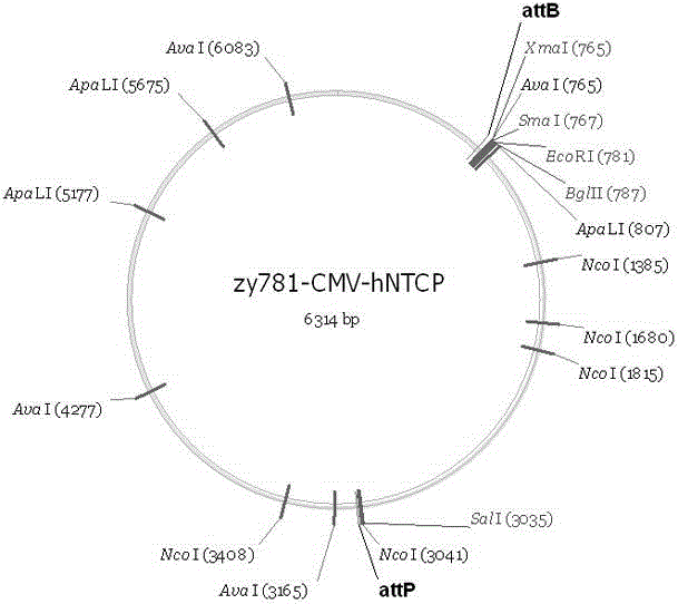 Building method of mouse model for expressing human NTCP (Na+/taurocholate Cotransporting Polypeptide) as hepatitis b virus receptor