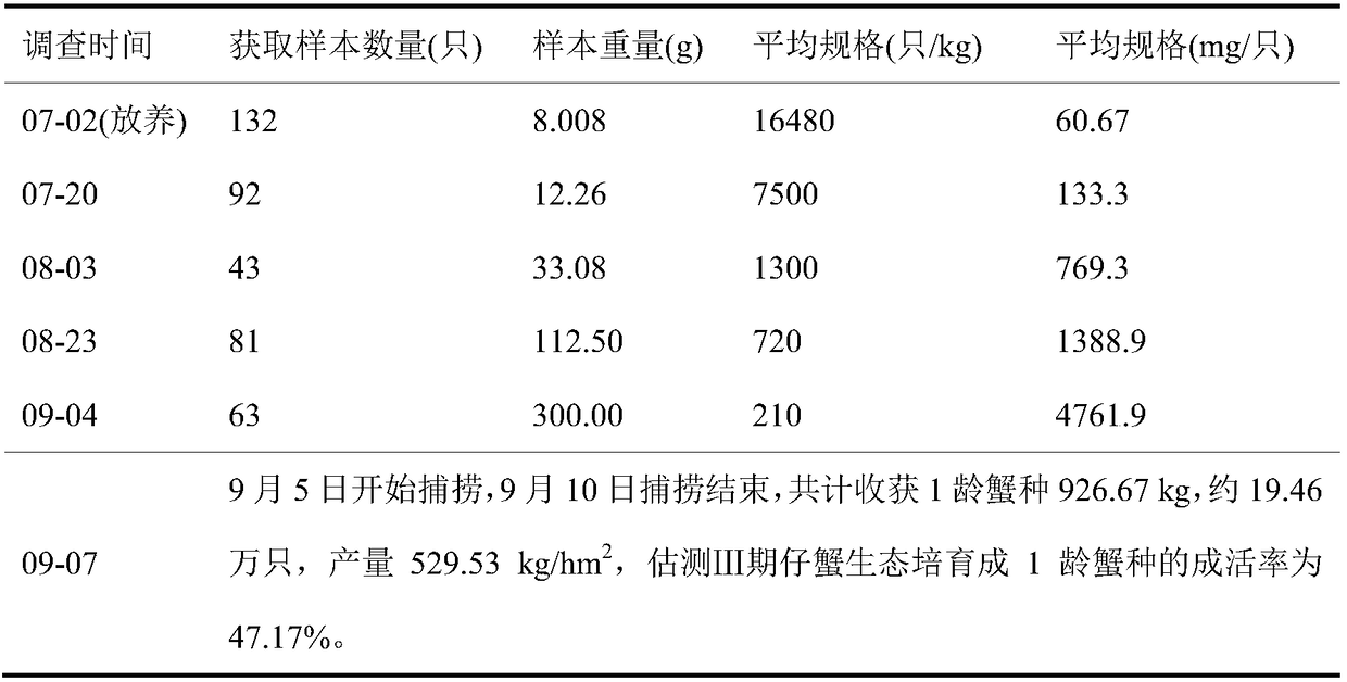 Method for ecologically breeding III-stage juvenile crabs into1-age crab variety through salt marsh wetland