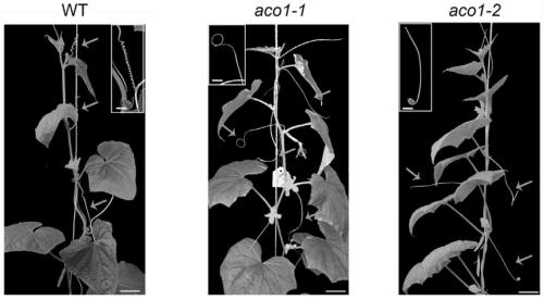 Method for changing cucumber tendril traits