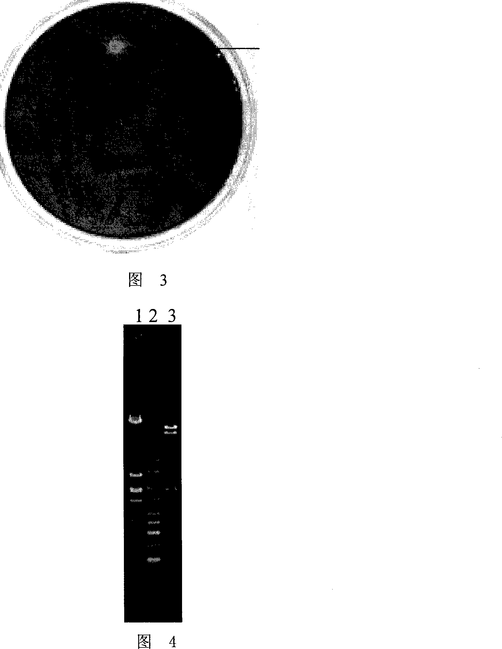 Endoglucanase as well as encoding gene and use thereof