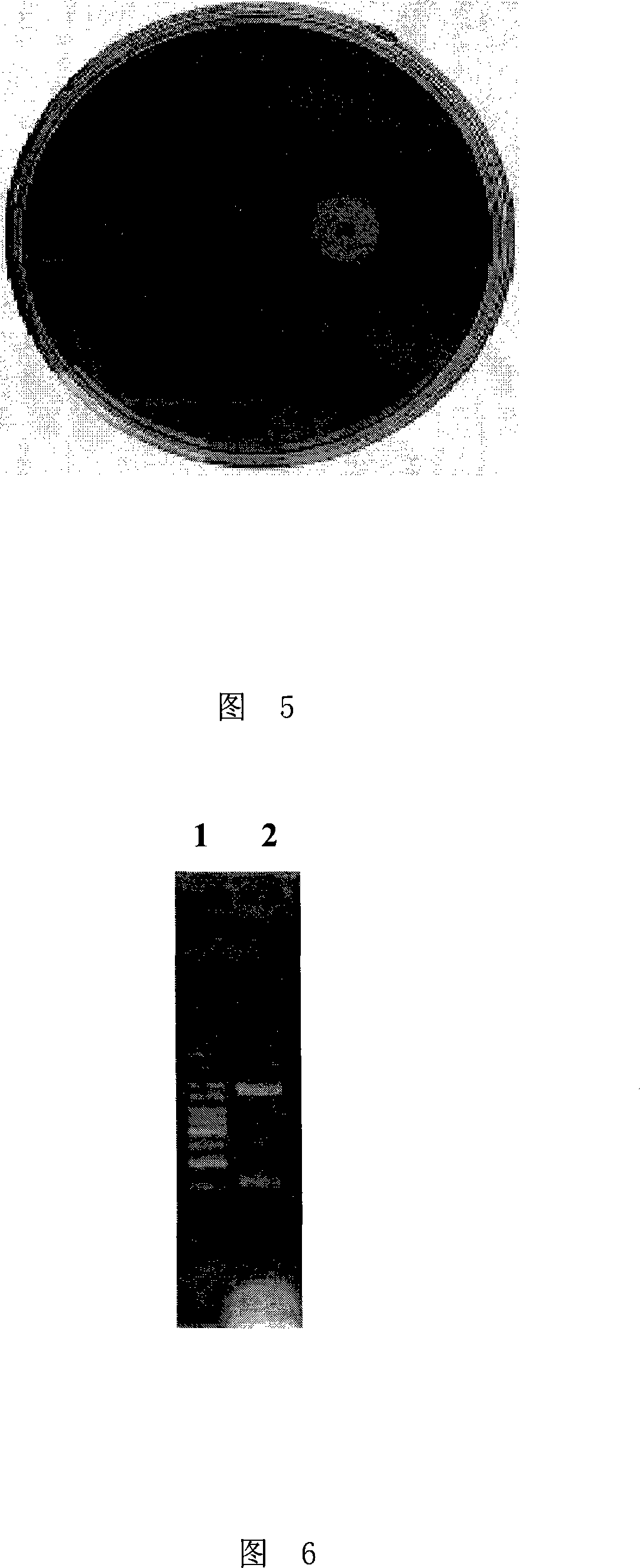 Endoglucanase as well as encoding gene and use thereof