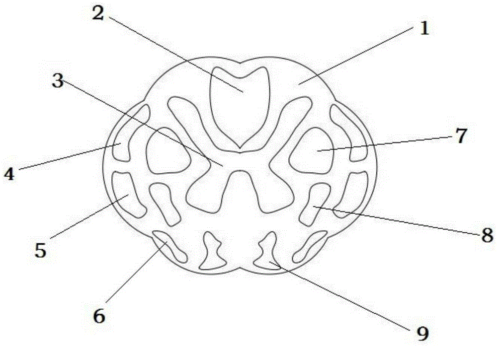 Beagle spinal cord orientation channel stent and production method thereof