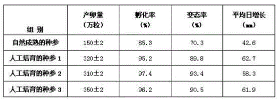 Method for culturing Stichopus japonicus seed