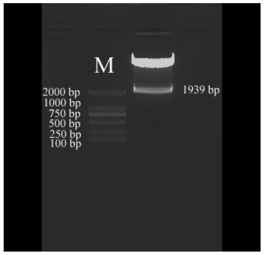 A rice exogenous stress-induced expression promoter psubs3 and its application