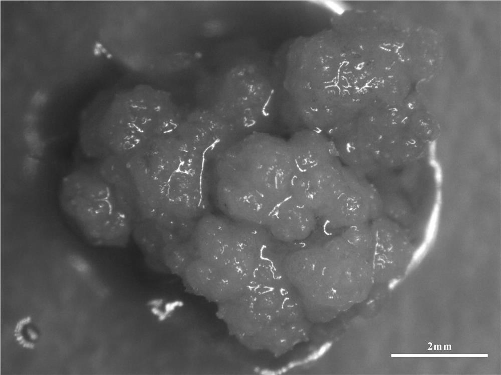 A method for callus induction and proliferation of water lily mature embryos