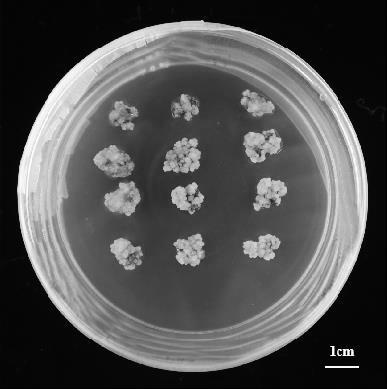 A method for callus induction and proliferation of water lily mature embryos