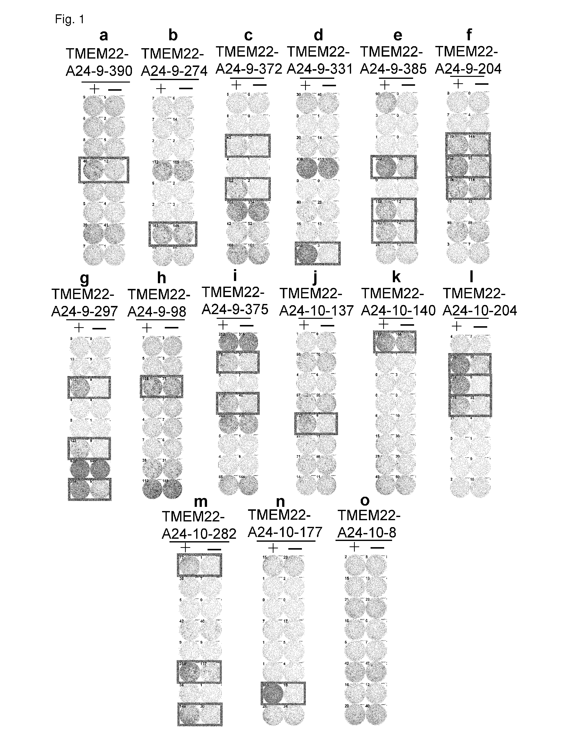 TMEM22 peptides and vaccines including the same