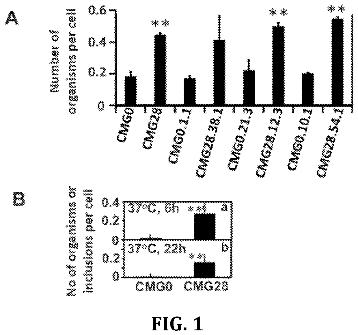 Methods and compositions for attenuated chlamydia as vaccine and vector