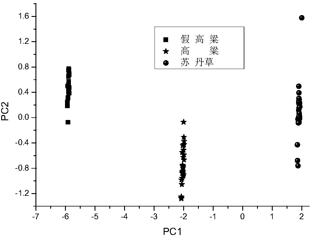 Rapid detection method for sorghum halepense and similar species