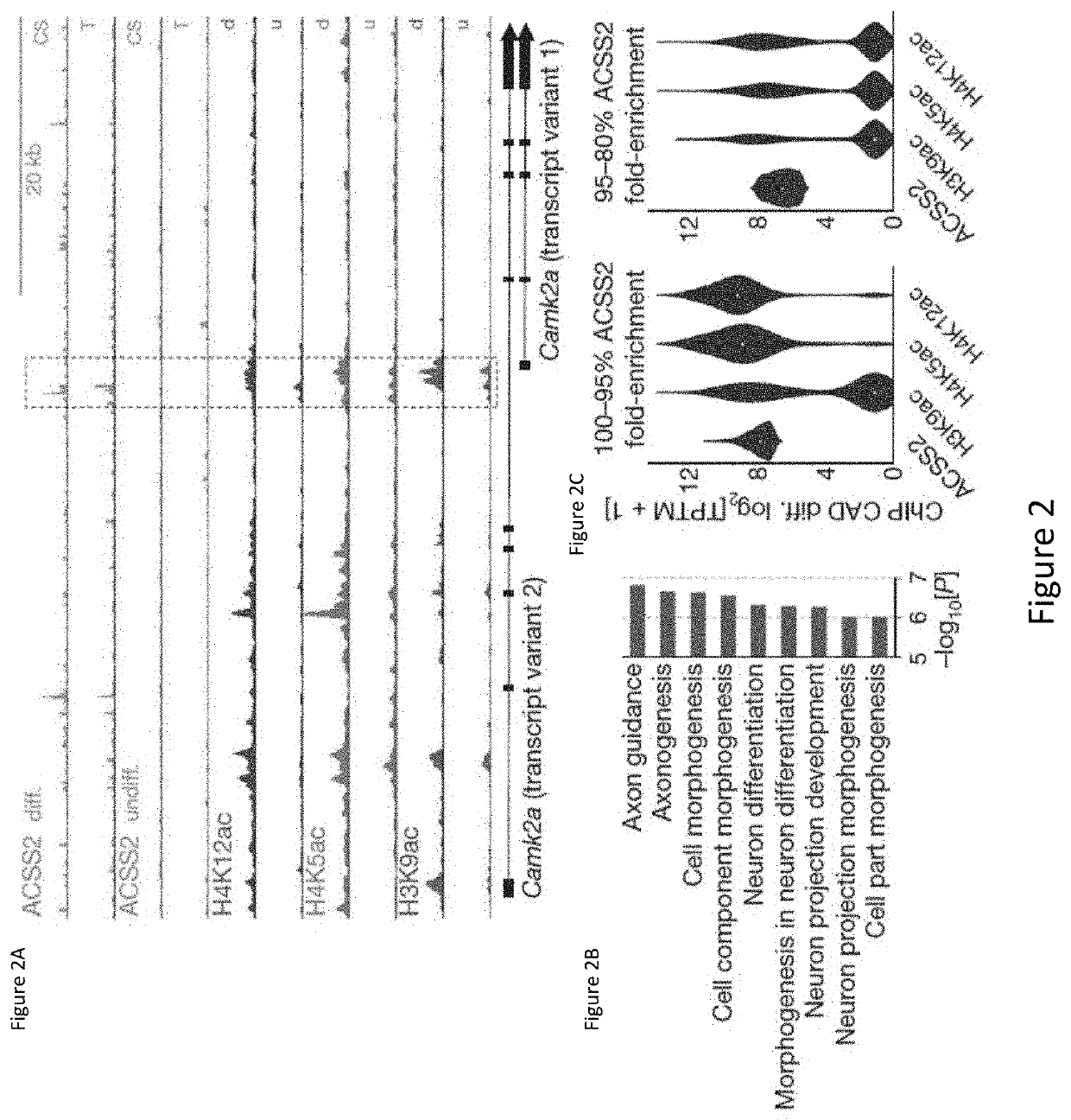 Compositions and methods for inhibiting acss2