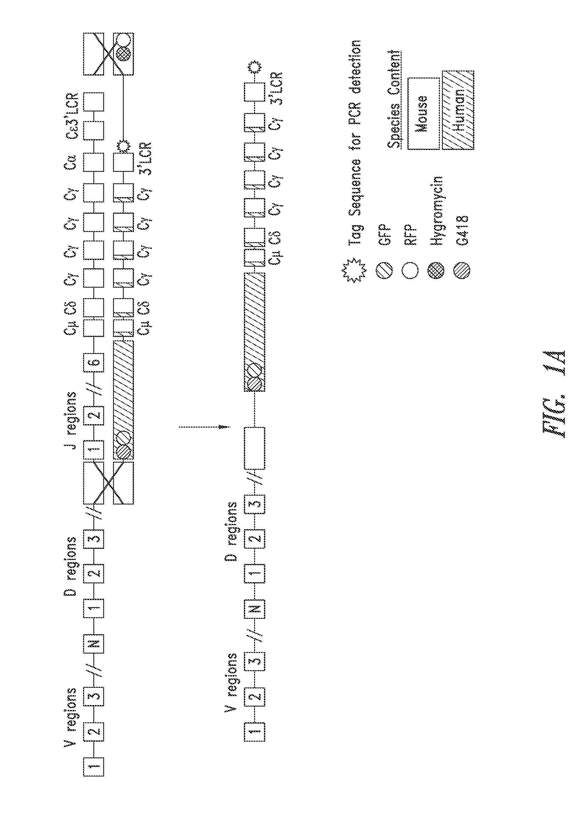 Non-human mammals for the production of chimeric antibodies