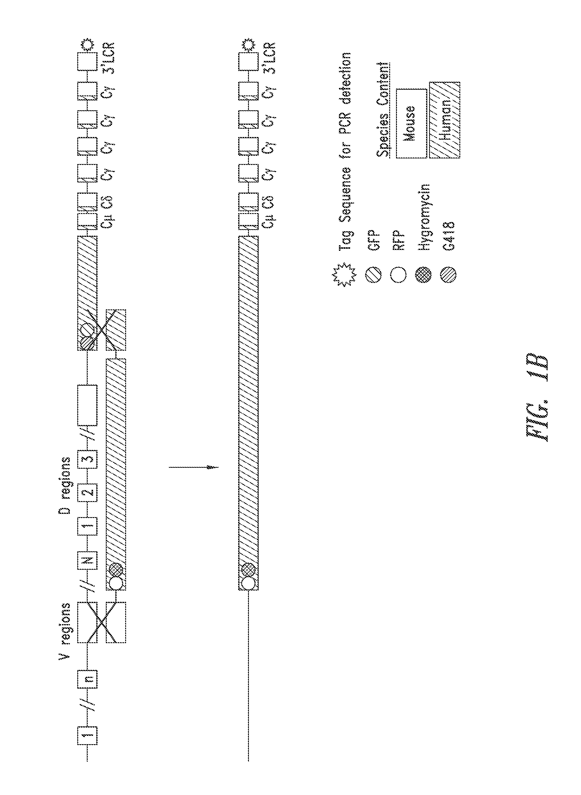 Non-human mammals for the production of chimeric antibodies