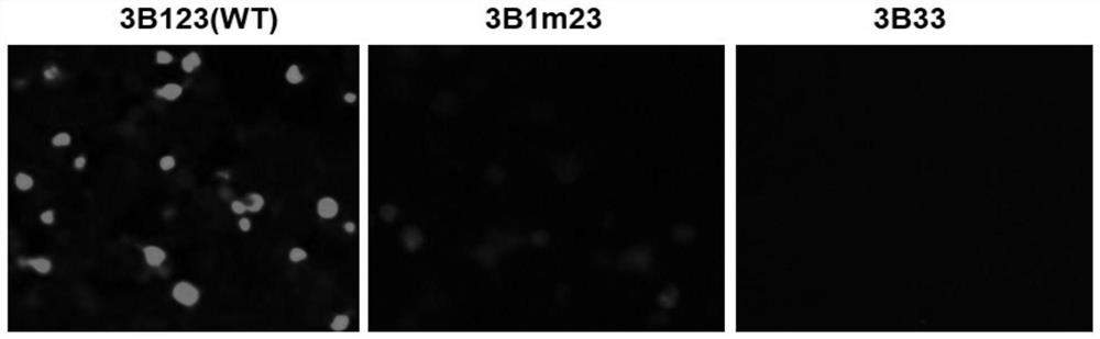 Heat-resistant phenotype stable inheritance, avirulent strain of recombinant foot-and-mouth disease virus carrying negative markers and bivalent inactivated vaccine of type o/a foot-and-mouth disease