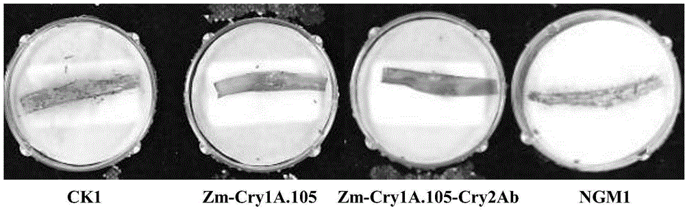 Application of insecticidal protein