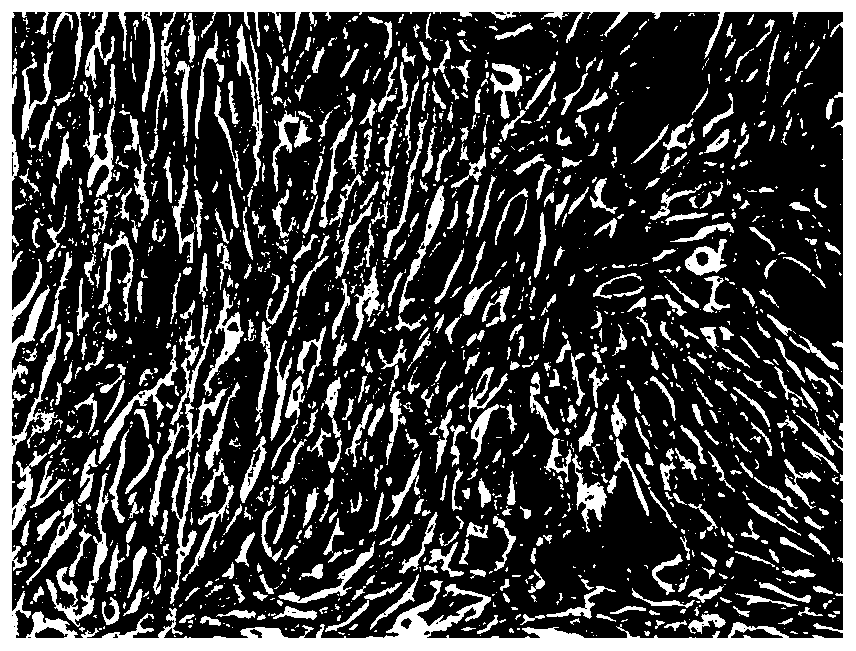 Serum-free umbilical cord mesenchymal stem cell culture medium