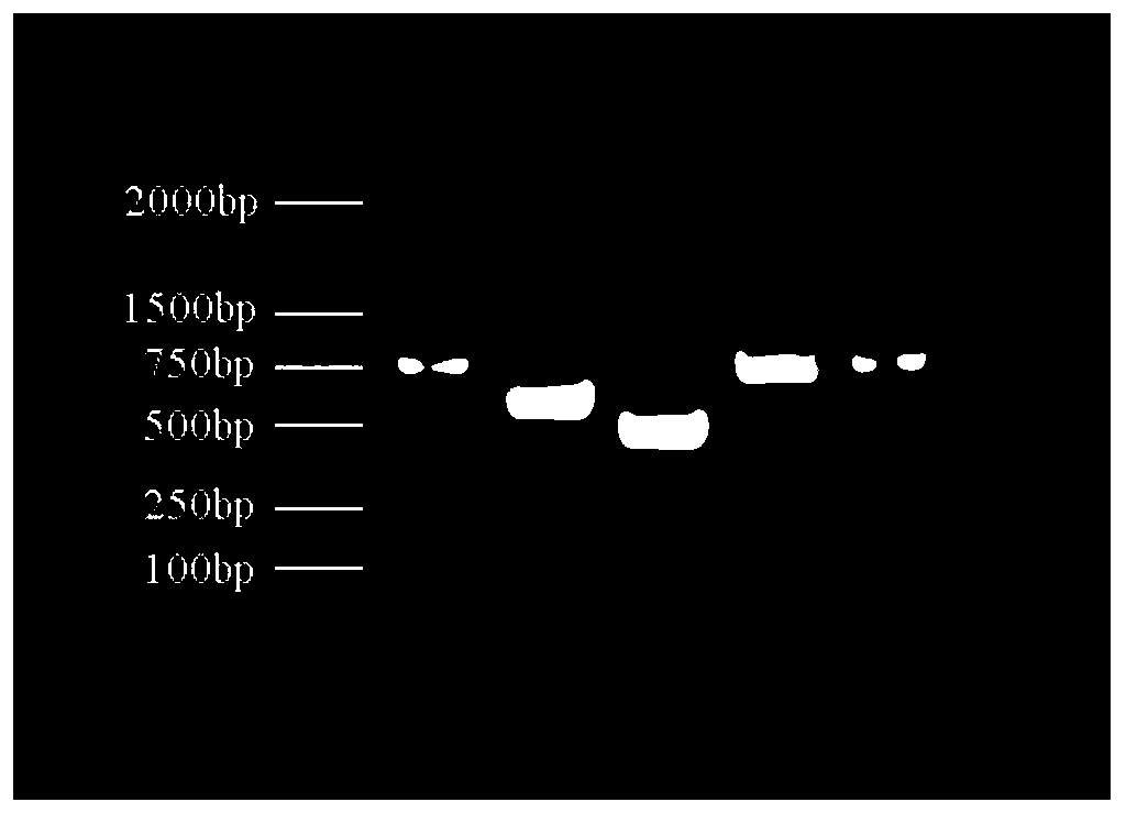 Mitochondrial genome sequence from an abyssal new species