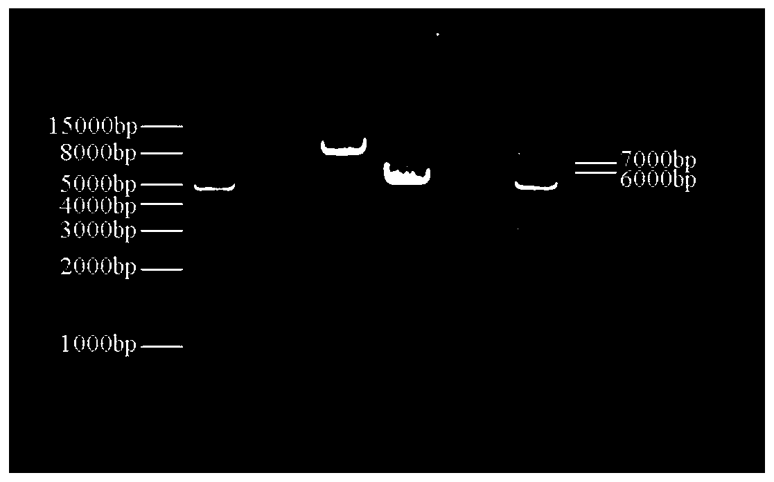 Mitochondrial genome sequence from an abyssal new species