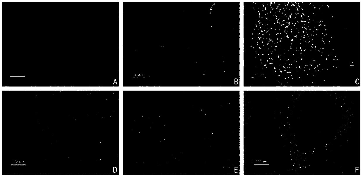 Method for directed differentiation of induced pluripotent stem cells into hepatocytes and hepatocytes