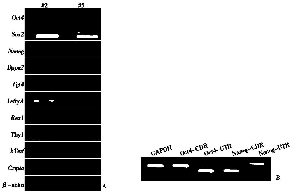 Method for directed differentiation of induced pluripotent stem cells into hepatocytes and hepatocytes