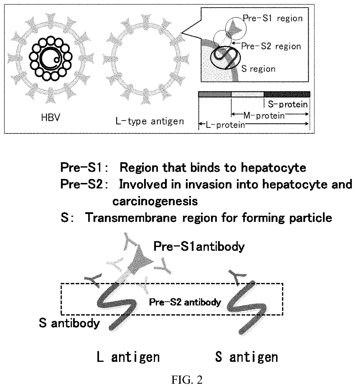 Hepatitis b vaccine