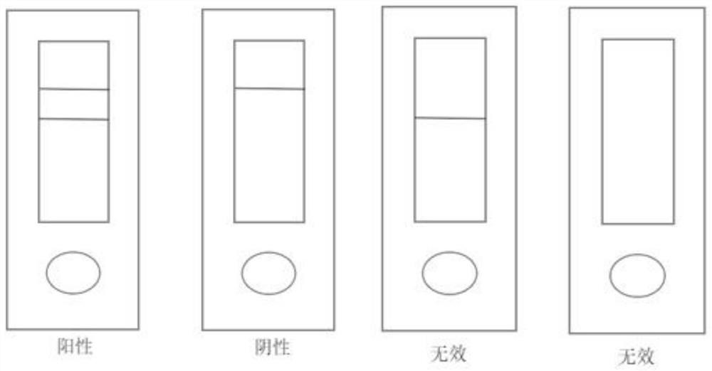 Novel coronavirus antigen detection kit and preparation method thereof