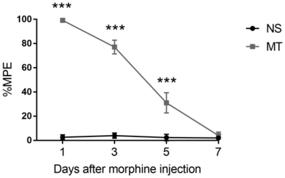 A kind of endogenous long chain non-coding rna MRAK049966 and its application