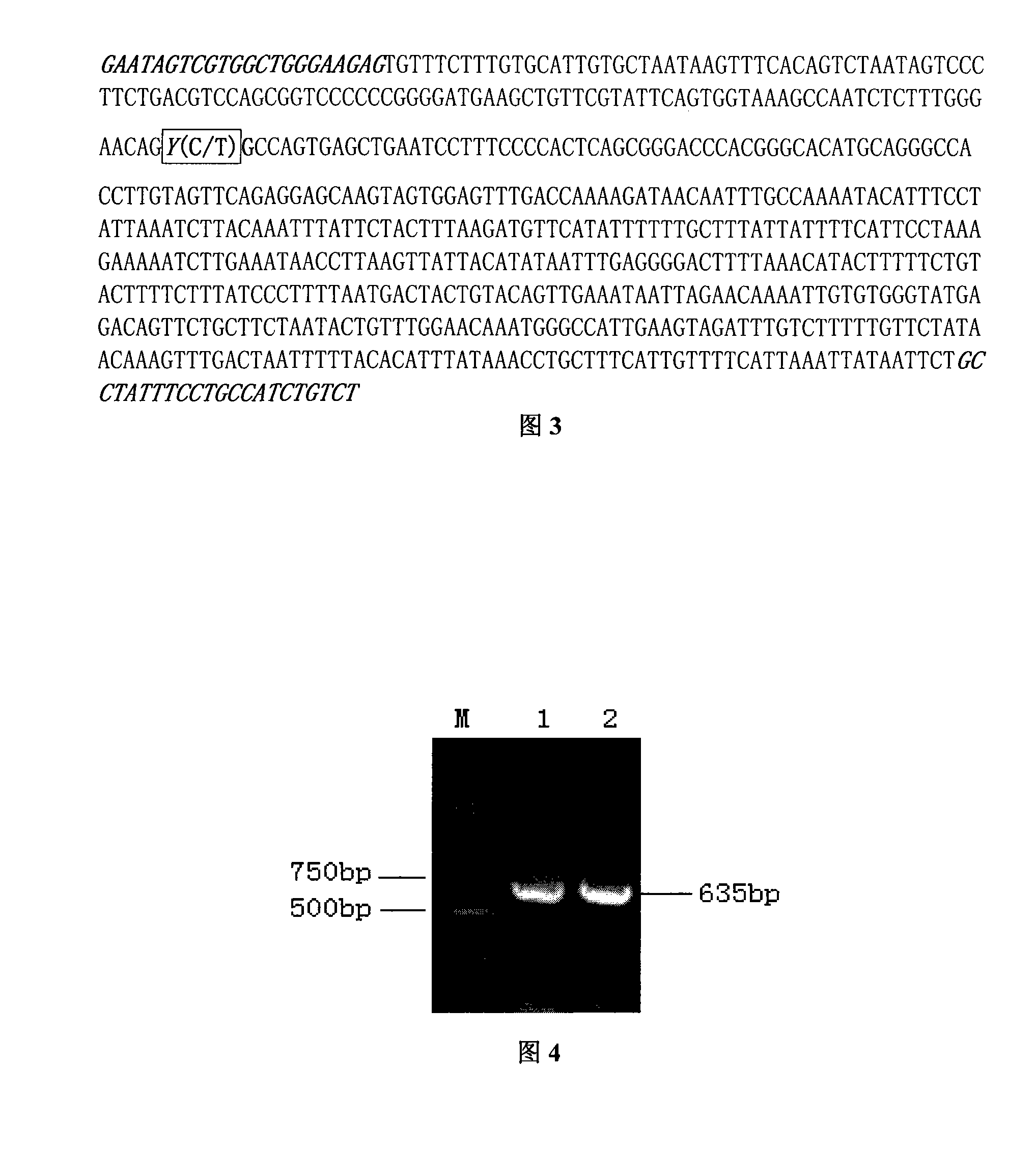 Clone and application of molecule mark used as swine mark auxiliary selection and correlated with immunity