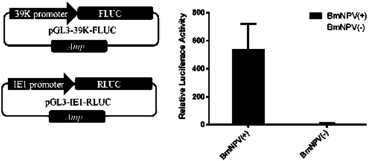 Bombyx mori nuclear polyhydrosis virus (BmNPV) inducible 39K promoter, and recombinant vector and application thereof