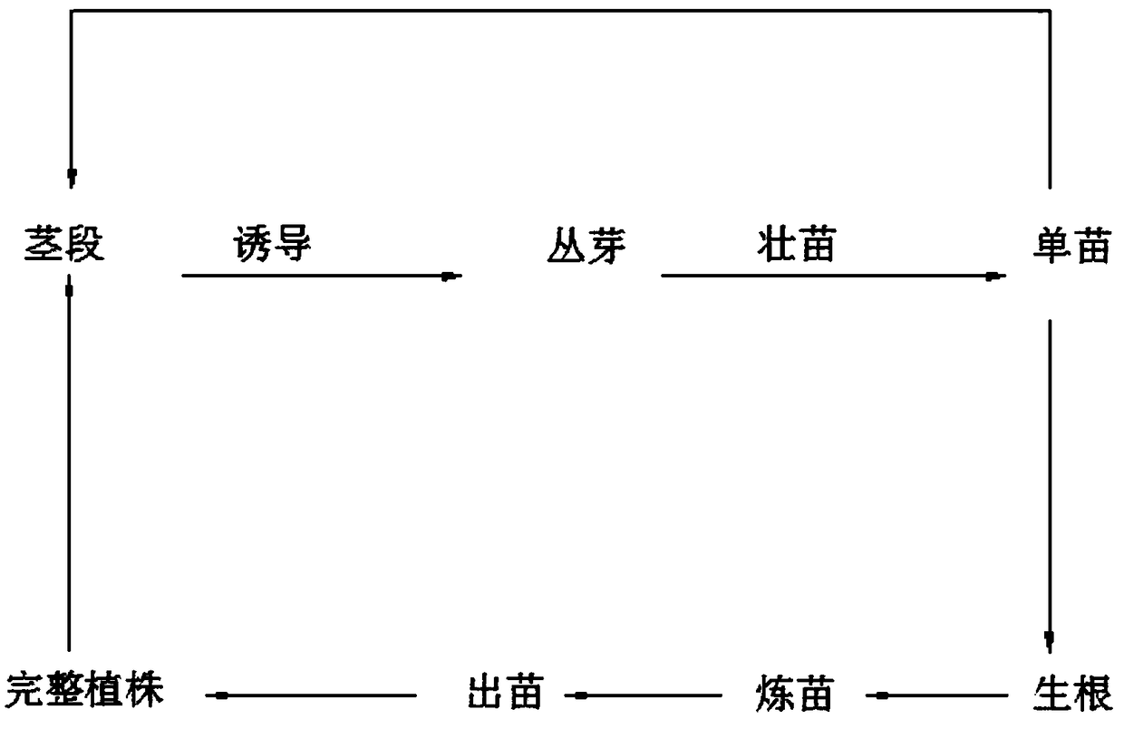 Method for inducing rapid propagation of cluster bud through stem fragment of dendrobium officinale